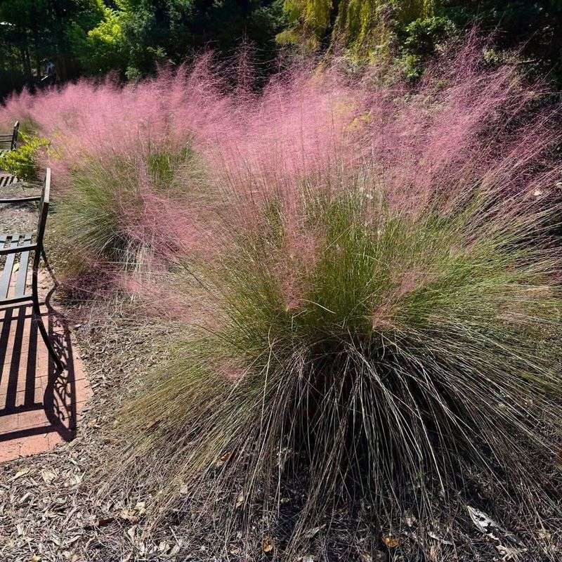 Describe pink muhly’s wildlife value without overpromising