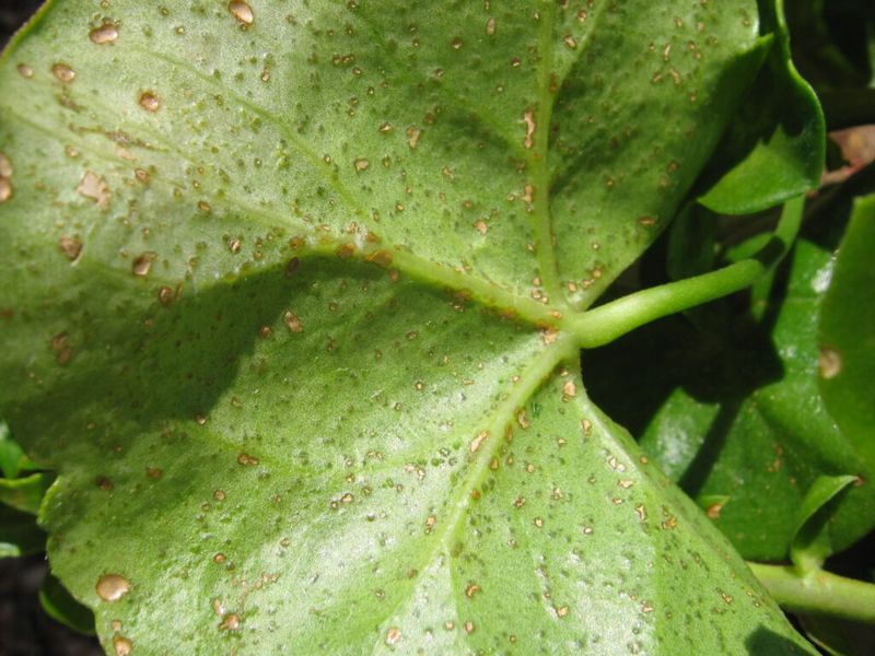 Spots and bumps call for a look beneath the leaves