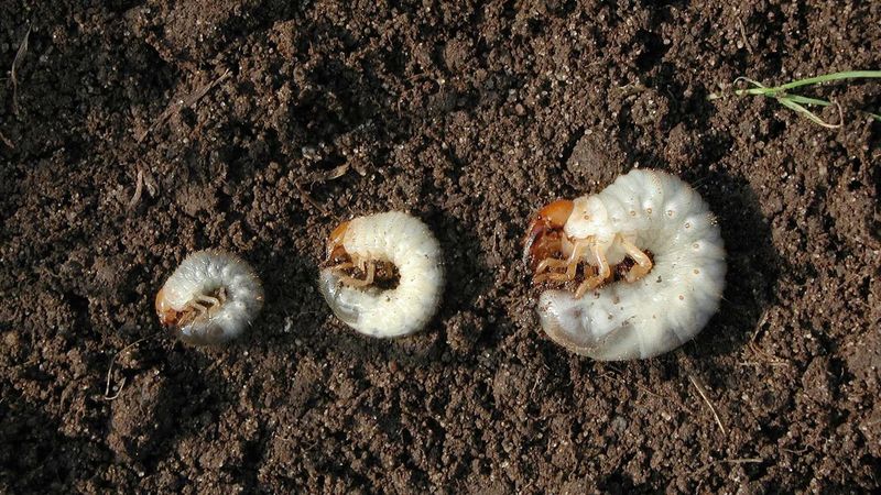 Sample several lawn areas to answer the grub question