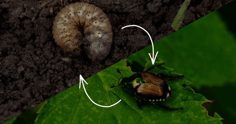 A garden swarm and a damaged lawn are different clues