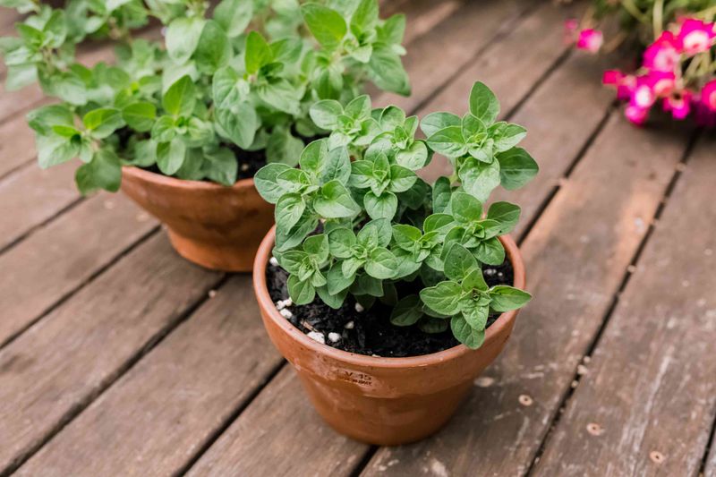 Why oregano thrives in lean, fast-draining soil
