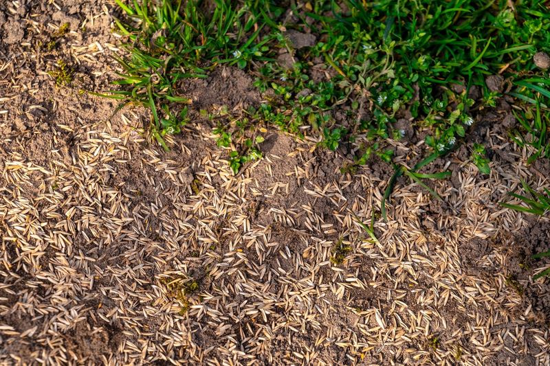 Mistake: Skipping Soil Preparation