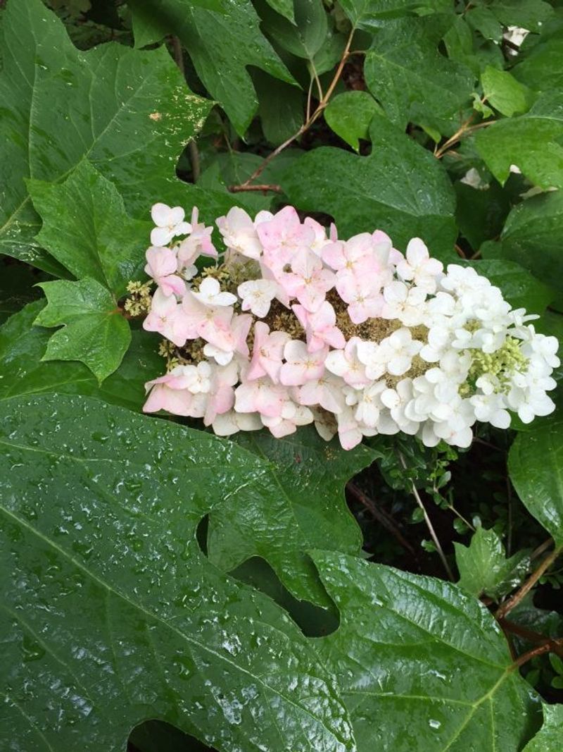 Which hydrangea do you have?