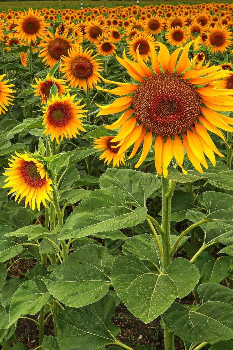 Sunflowers