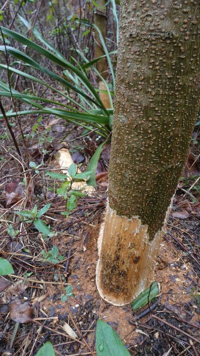 The lawn may recover, but young trees need attention
