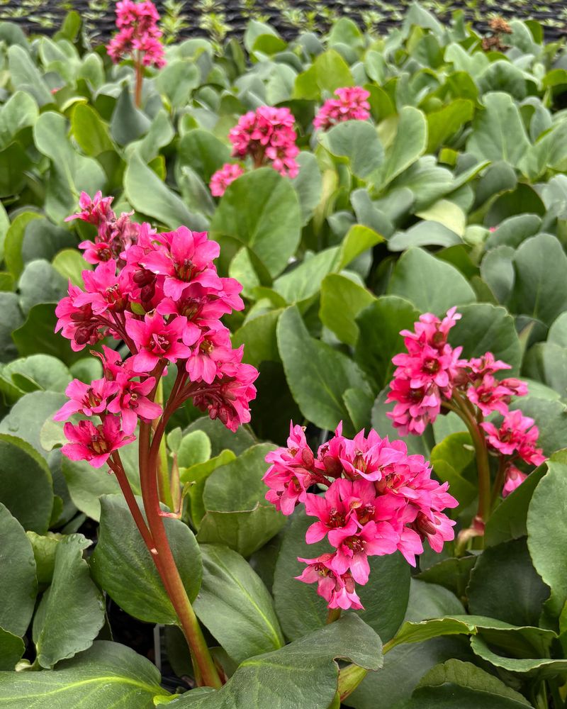 Bergenia (Bergenia cordifolia)