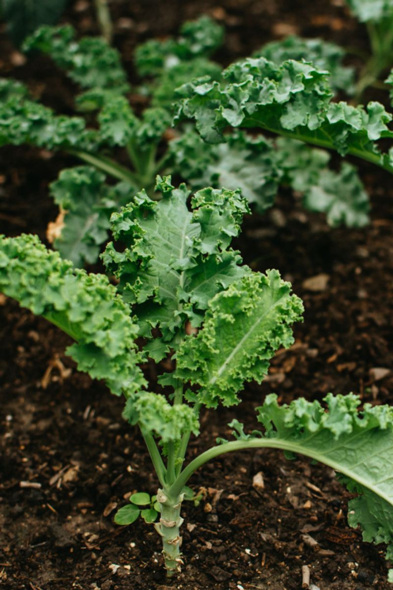 Kale