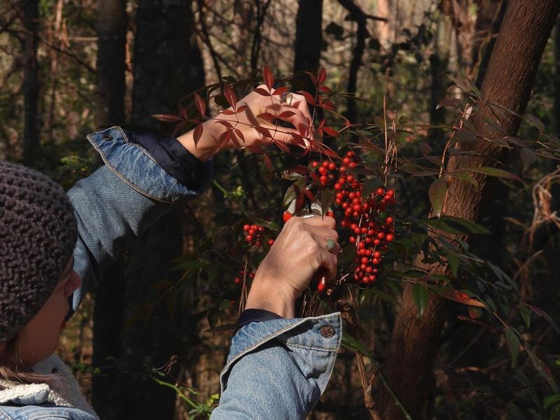 Remove berries and prevent seed spread before removing the plant