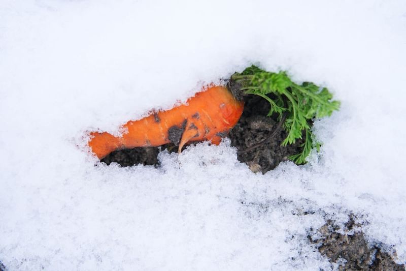 Carrots
