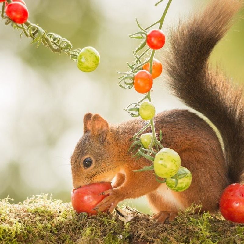 First, confirm that squirrels are causing the damage