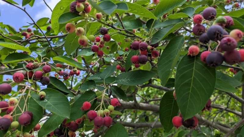Harvest what ripens before wildlife claims it