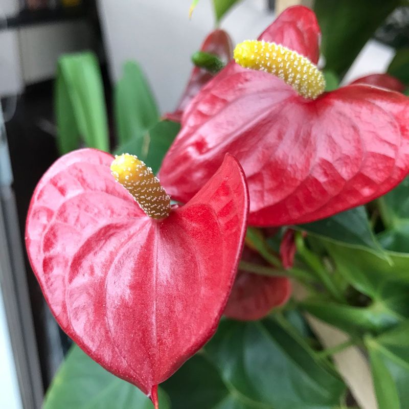Anthurium