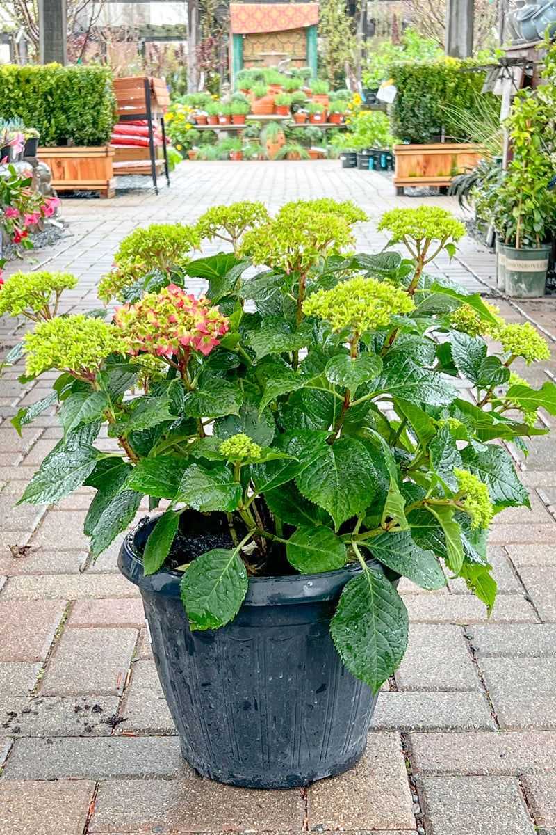 Use a conservative care plan for the rest of the season
