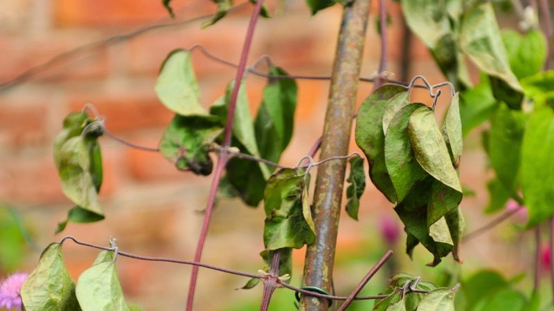 Waterlogging, Overwatering, or Poor Drainage