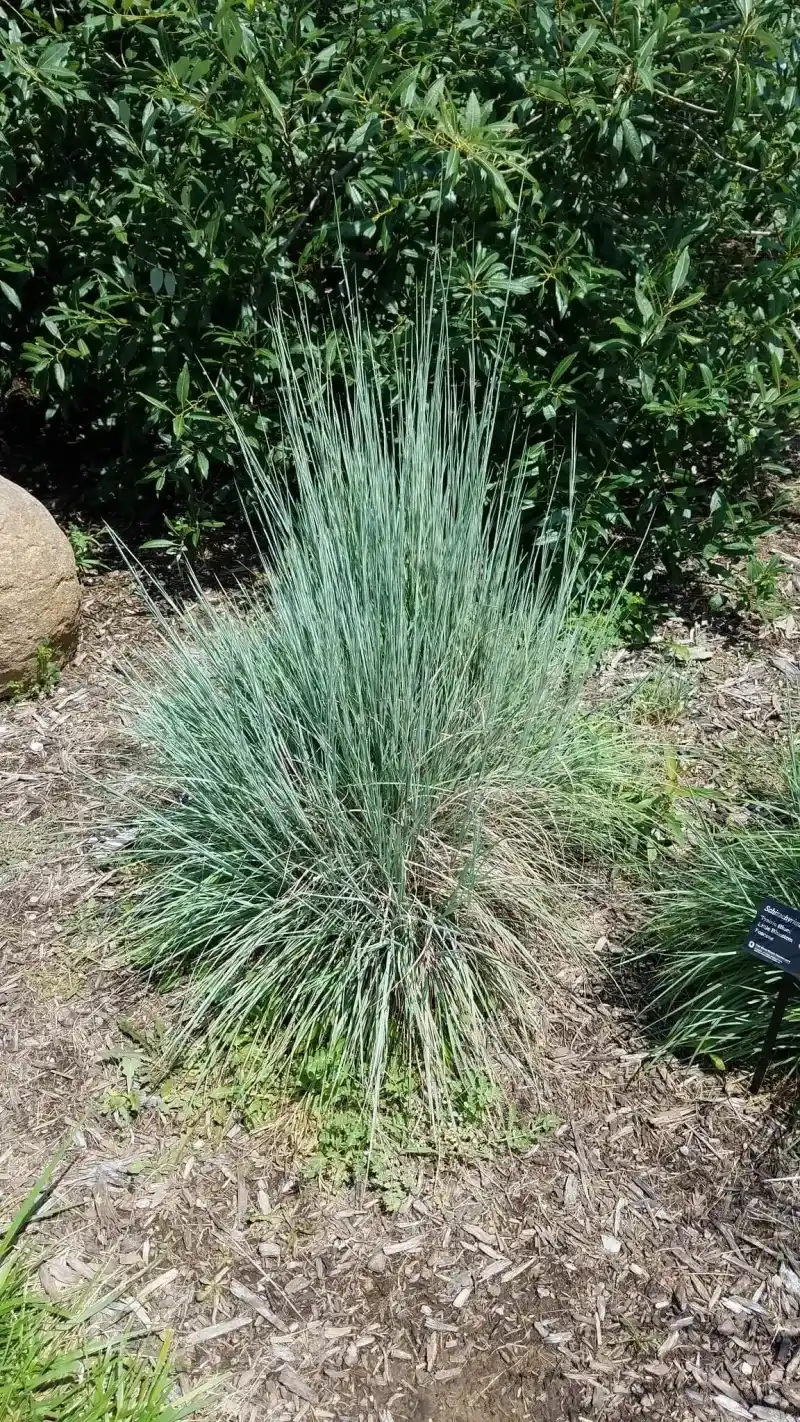 Native Grasses (Little Bluestem)