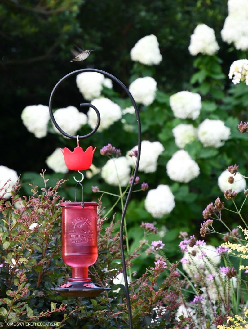 A quiet feeder does not prove you drove the hummingbirds away