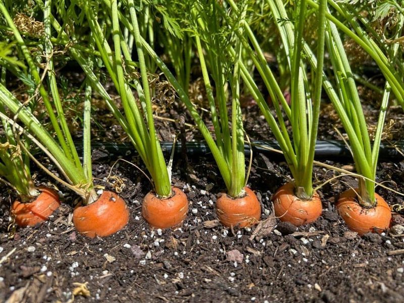 Prepare loose soil for straight roots
