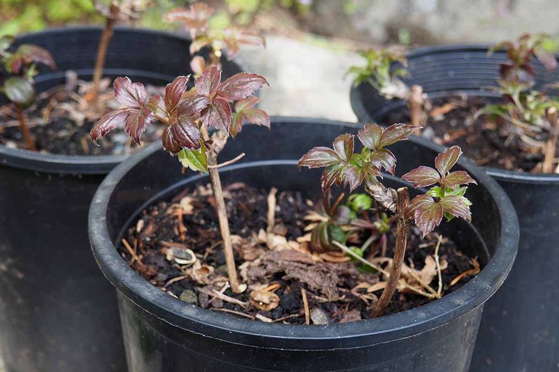 Be Patient with New Plants