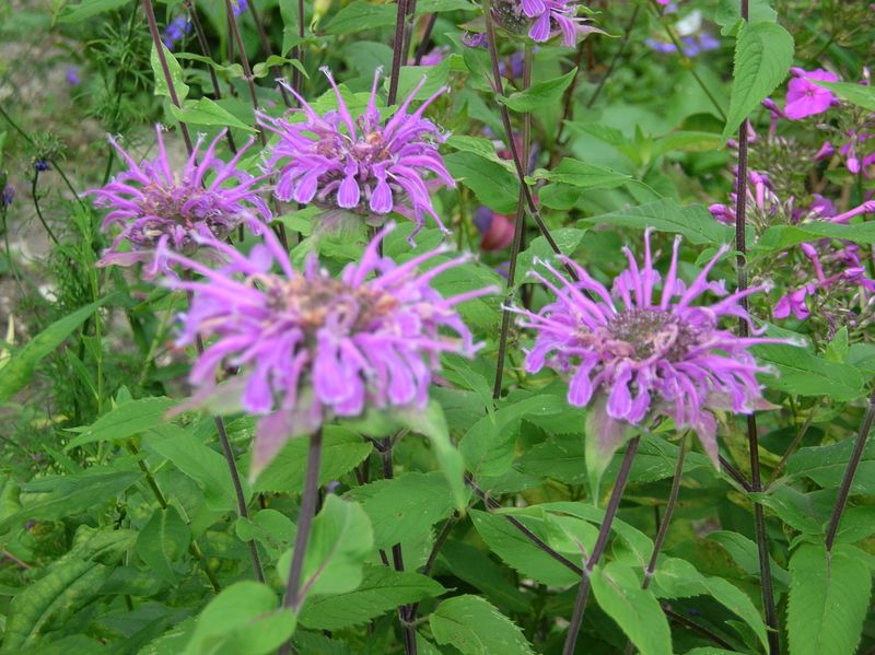 Wild Bergamot (Monarda fistulosa)