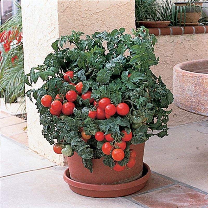 Tomatoes (Compact Varieties)