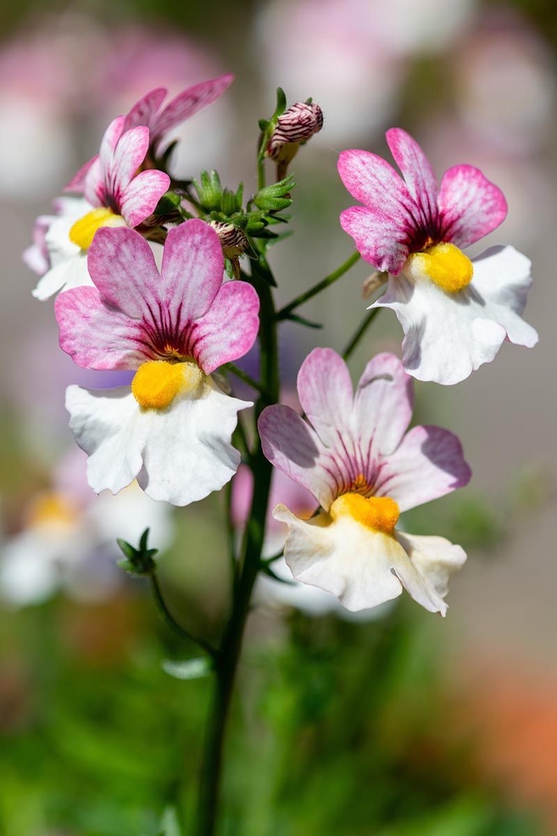 Marigold-Free Nemesia