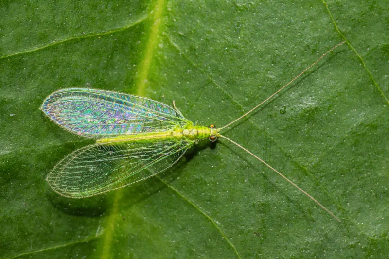 Encourages Lacewings