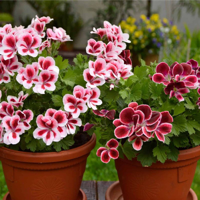 Geranium