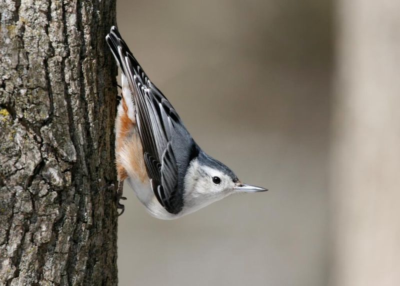White-breasted Nuthatches