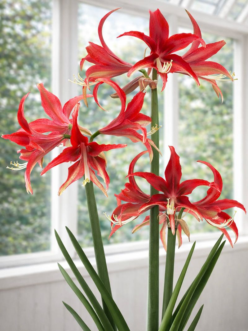 Amaryllis (Hippeastrum species)