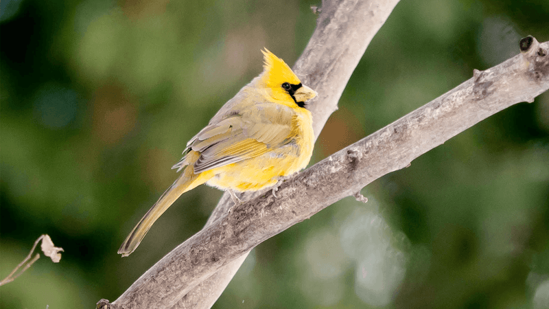 One studied yellow cardinal had yellow compounds in its feathers
