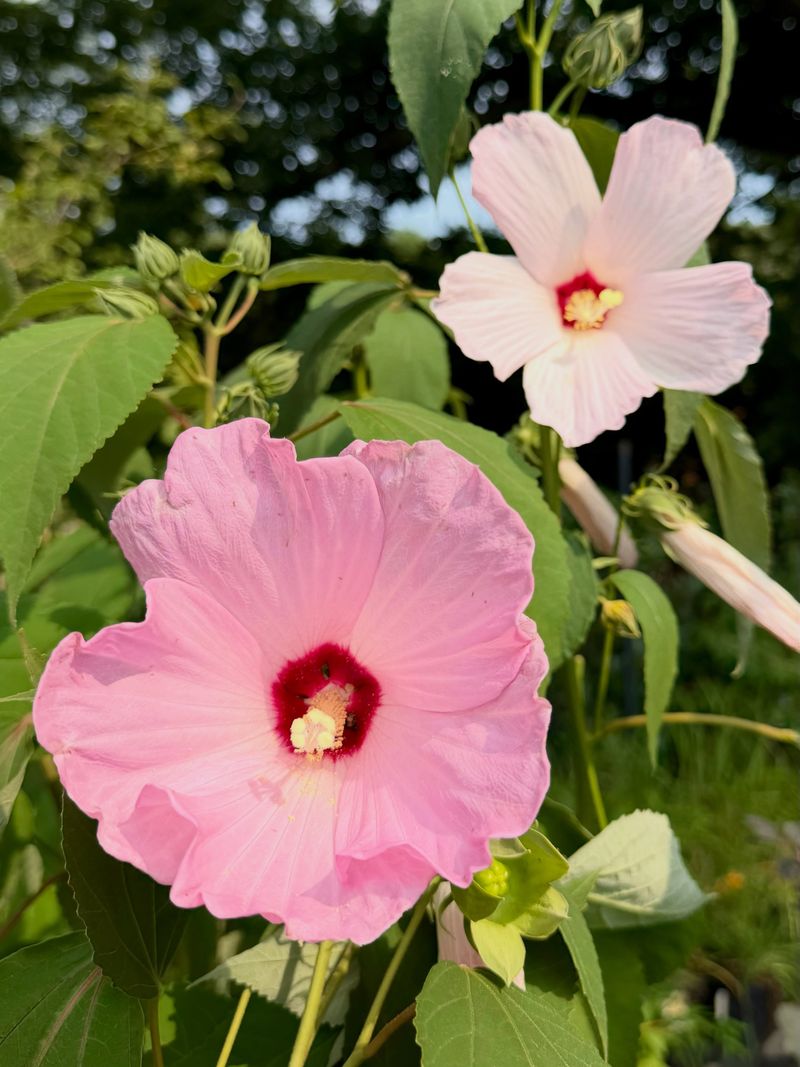 Rose-mallow stands out during North Carolina’s August bloom window
