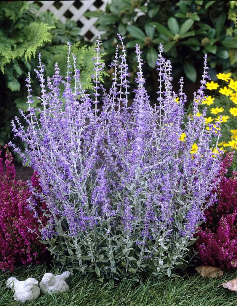 Russian Sage (Perovskia atriplicifolia)