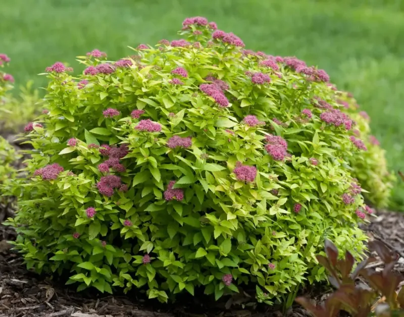 Spirea