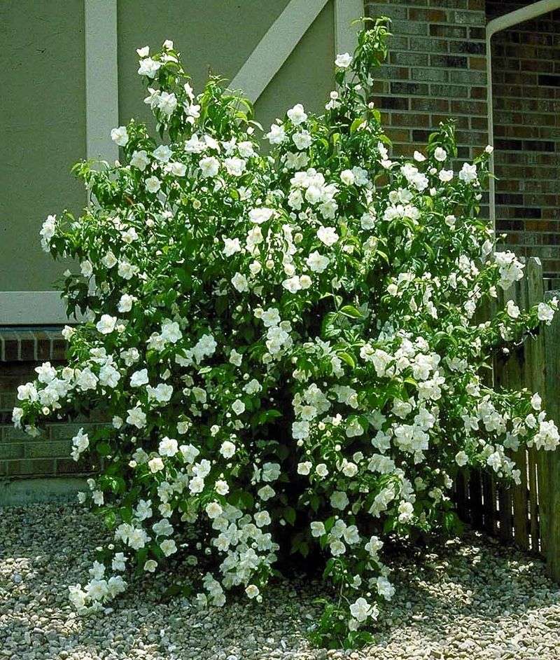 Mock Orange