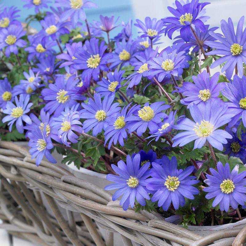 Grecian Windflower