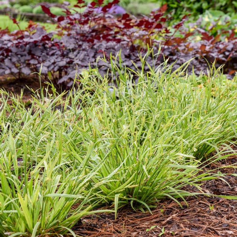 Native Sedges (Carex spp.)