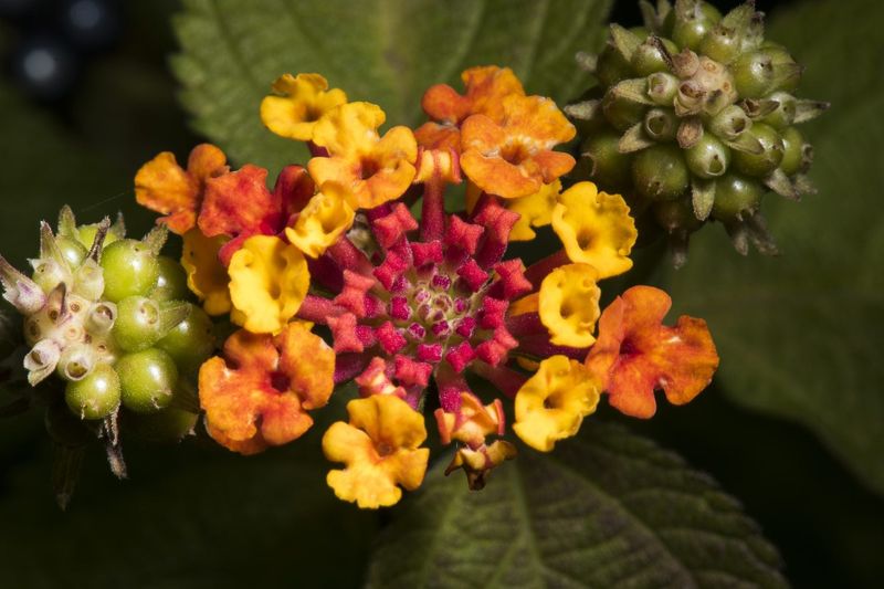 Deadhead developing seed clusters when the cultivar needs it