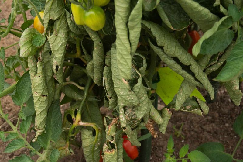 Use the Plant’s Evidence to Choose the Next Step