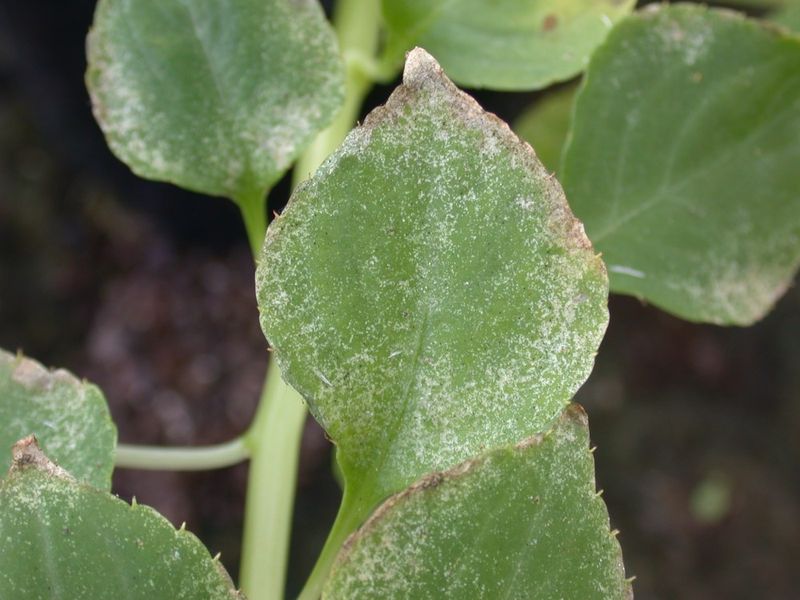 Not Watching for Spider Mites