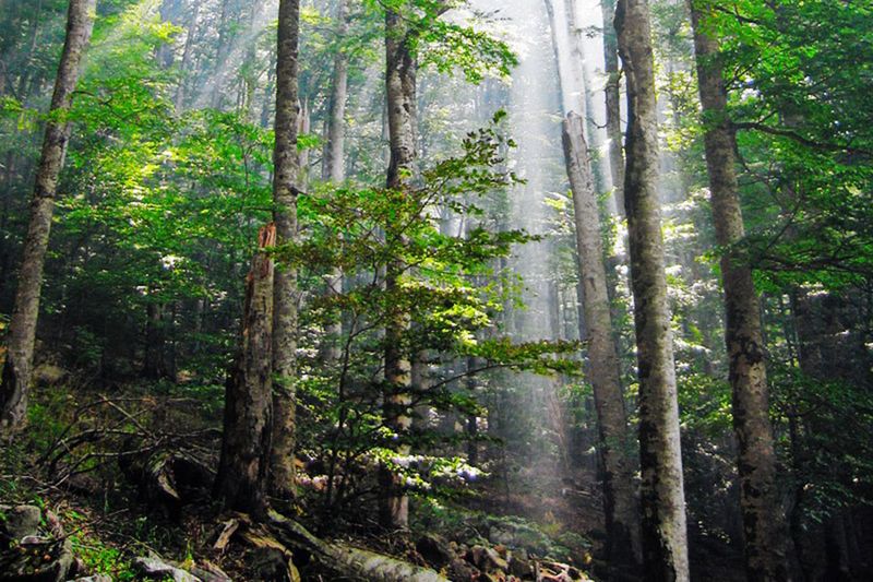 The canopy can change the air without sending a proven message