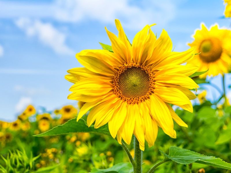 Sunflower