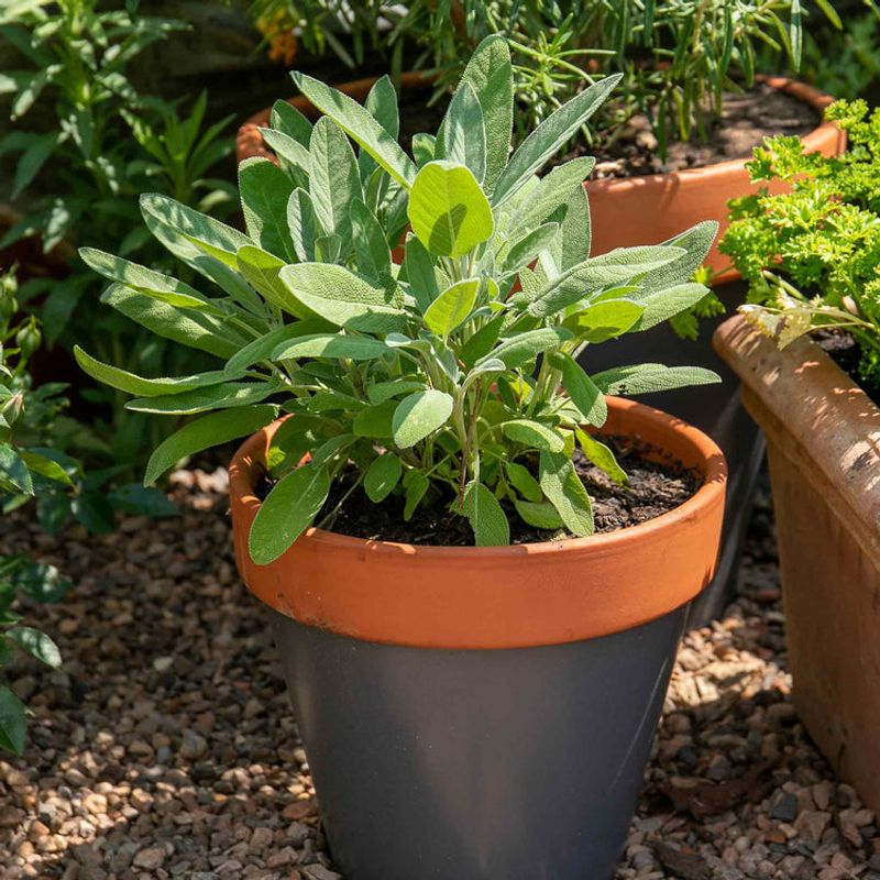 Crushed sage may add scent, but it is not a mosquito shield