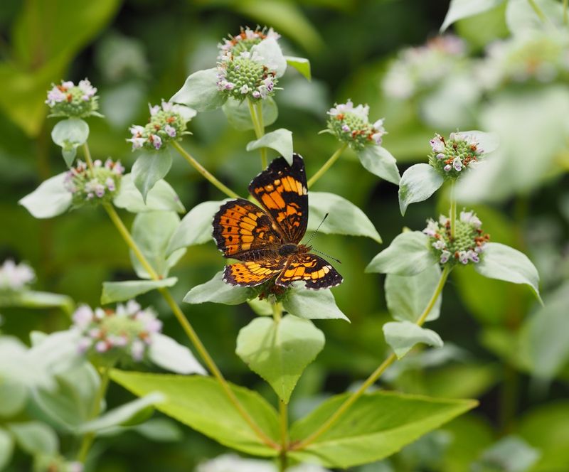 Mountain Mint (Pycnanthemum muticum)