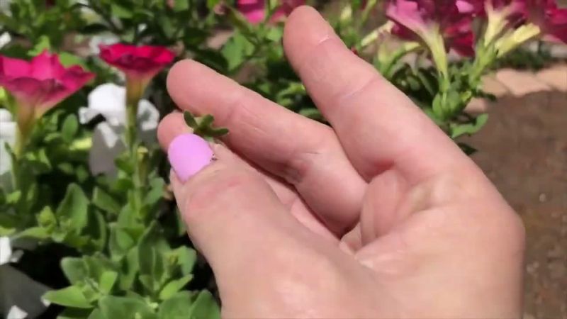 Remove Growing Tips