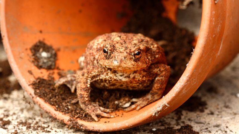 Toads