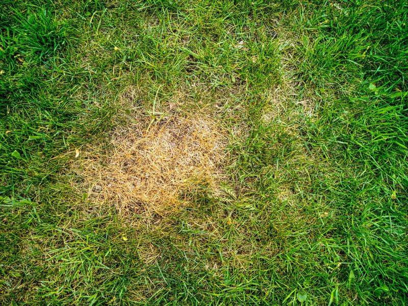 The Wrong Grass for Your Yard