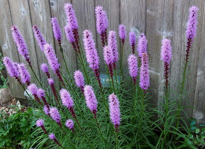 Blazing Star (Liatris sp.)