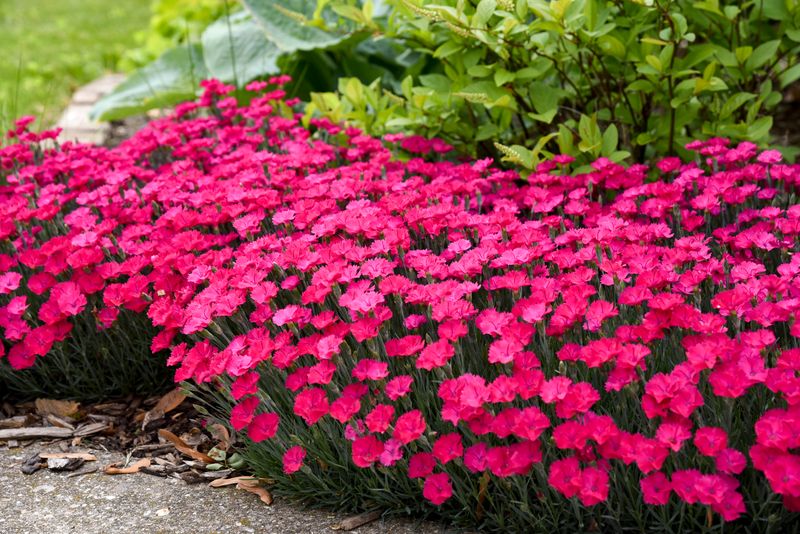 Dianthus (Pinks)