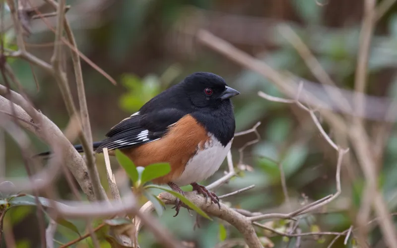 Eastern Towhee