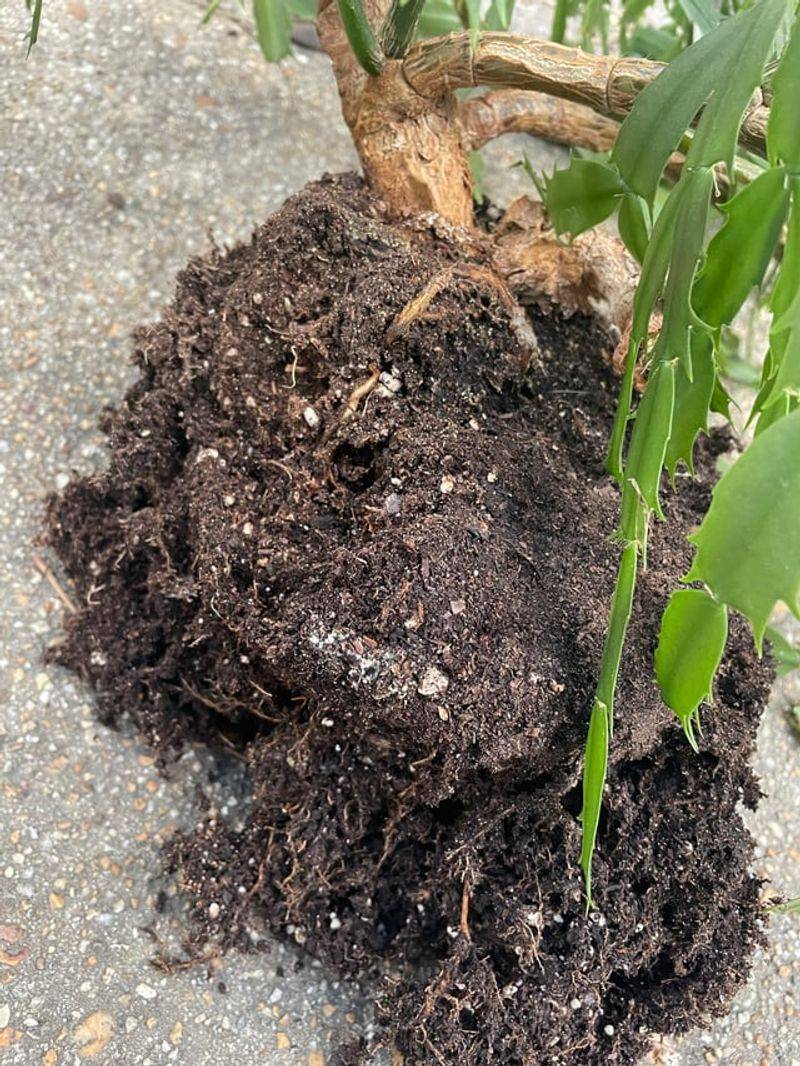 What if the soil is wet but the plant still wilts?